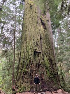 Boy Scout Tree in Jedediah Smith Redwoods State Park
