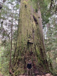 Boy Scout Tree, Jedediah Smith Redwoods State Park