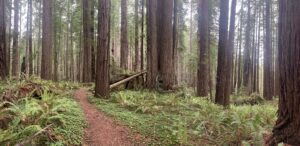 Best Hikes in Redwood National Park