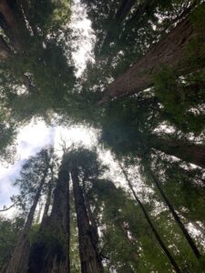Redwoods Canopy