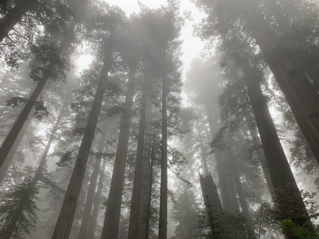 Redwood Fog-min