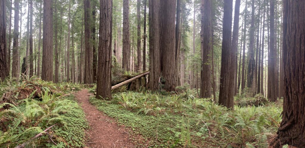 Redwood Trail – Cover Photo-min