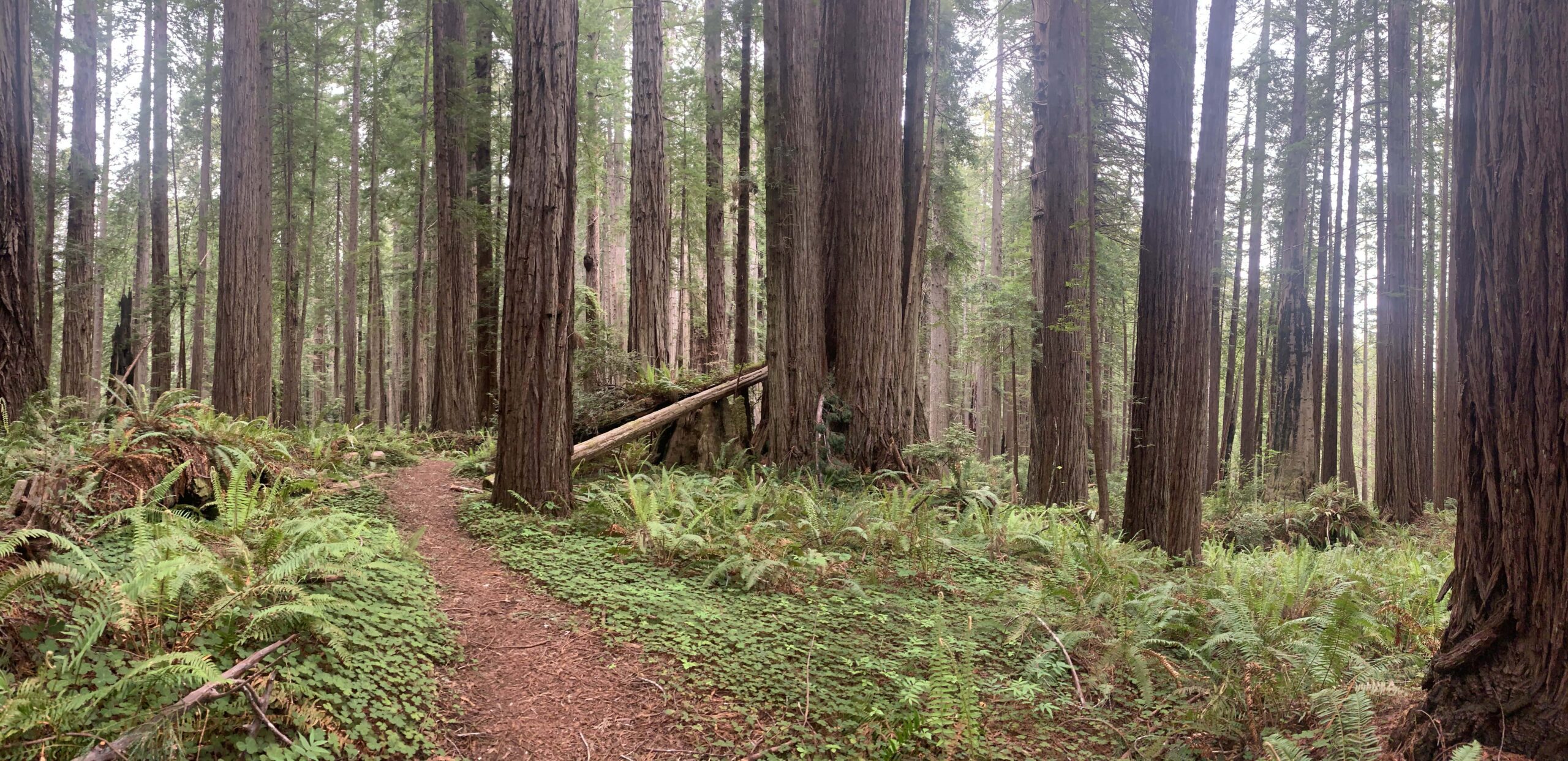 The Redwoods of Prairie Creek State Park