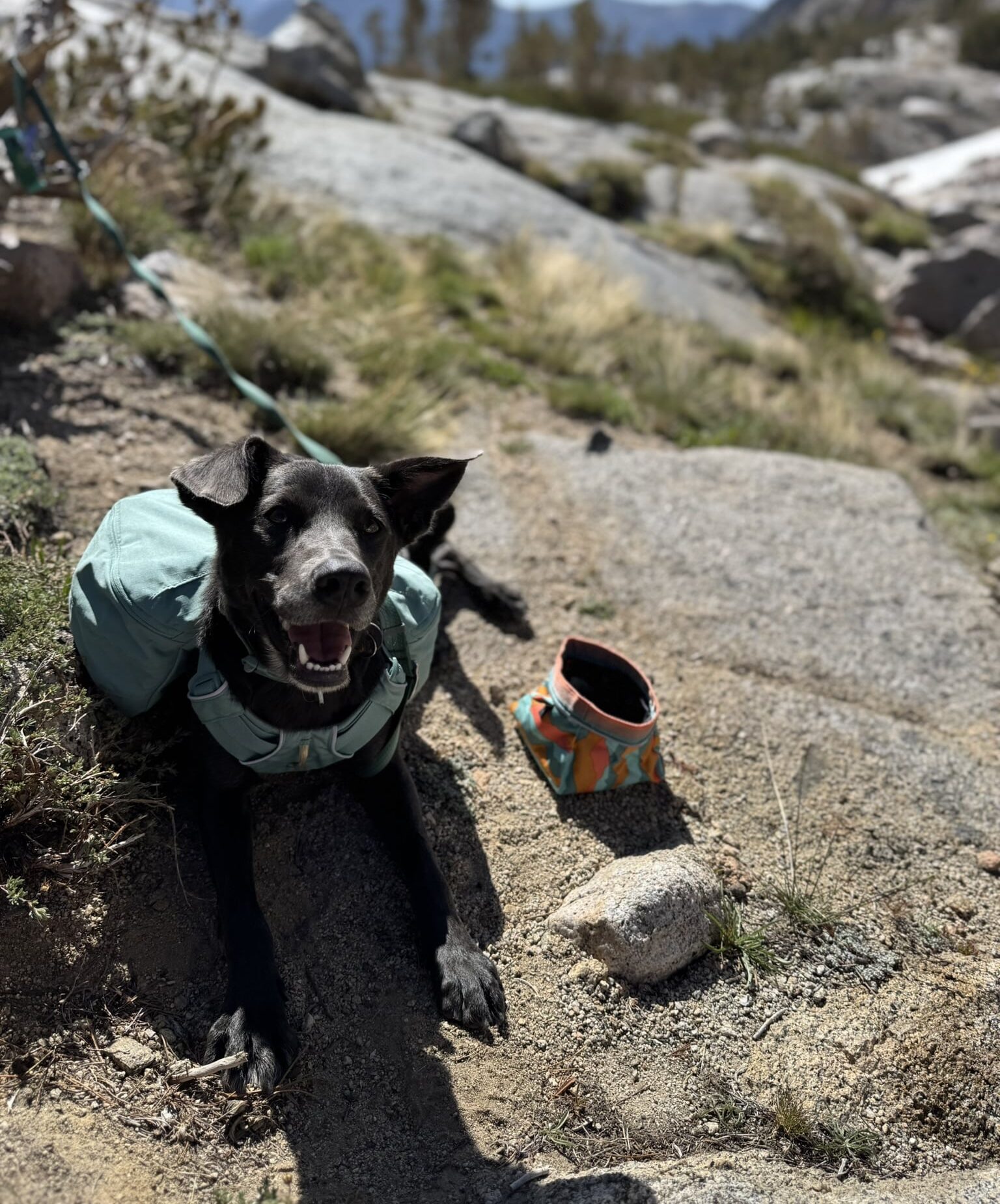 Happy Dog in the mountains, Camping With a Dog Checklist