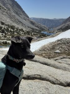 Dill chasing views!
