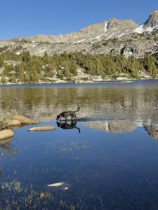 DIll exploring Lower Golden Trout Lake