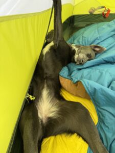 Camping With a Dog Checklist: making for a comfortable bed
