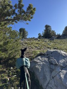 Admiring the wildlife